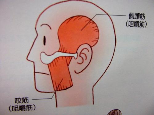 なぜ口(歯)の不調和が全身に影響するのか?-構造編-